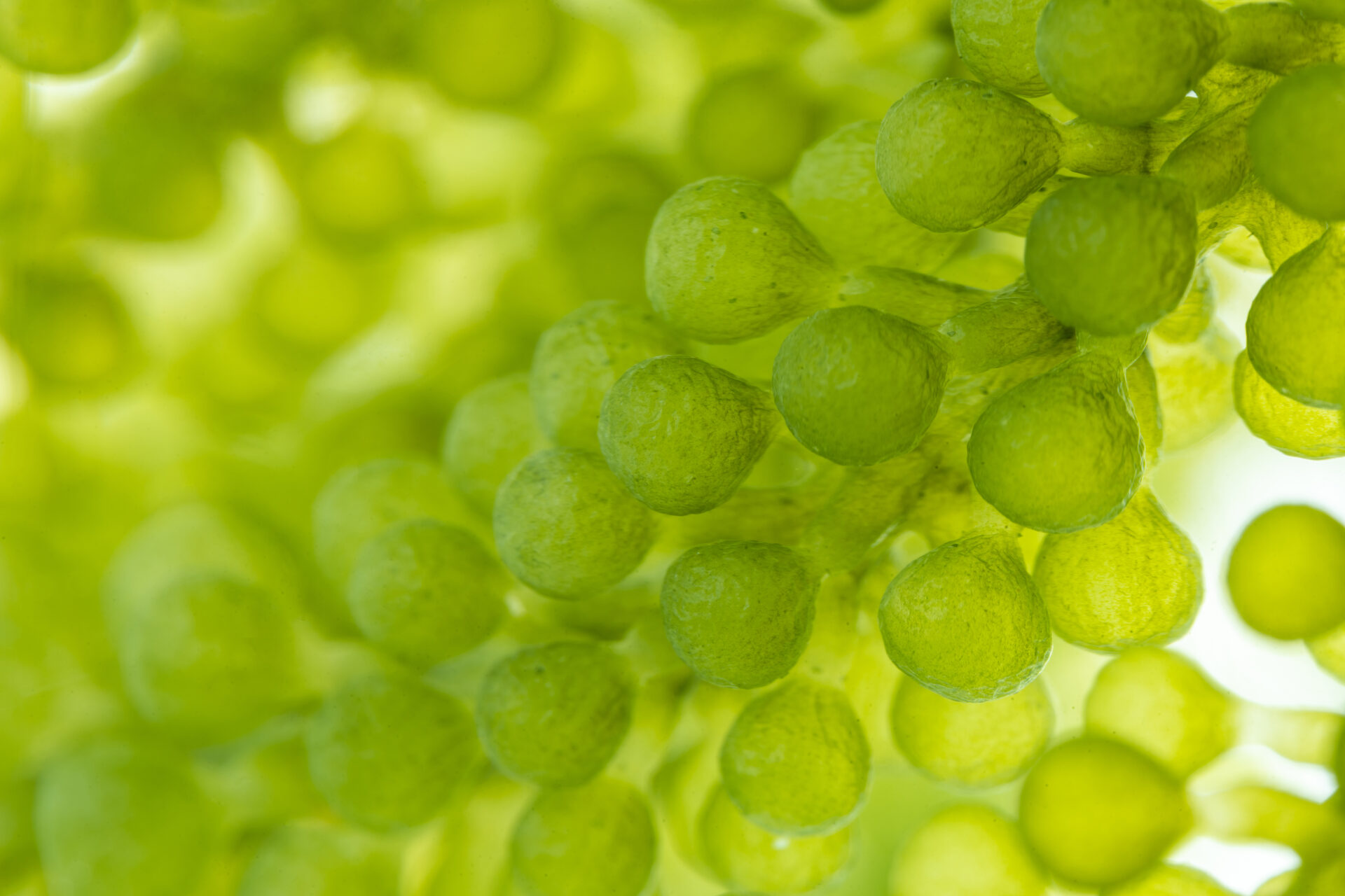 Chlorella Mikroalge Makro